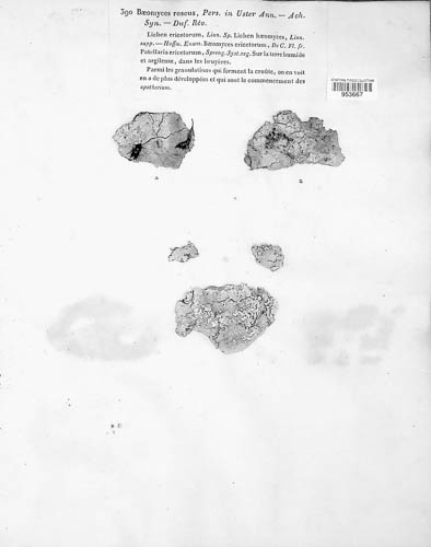 Baeomyces roseus image